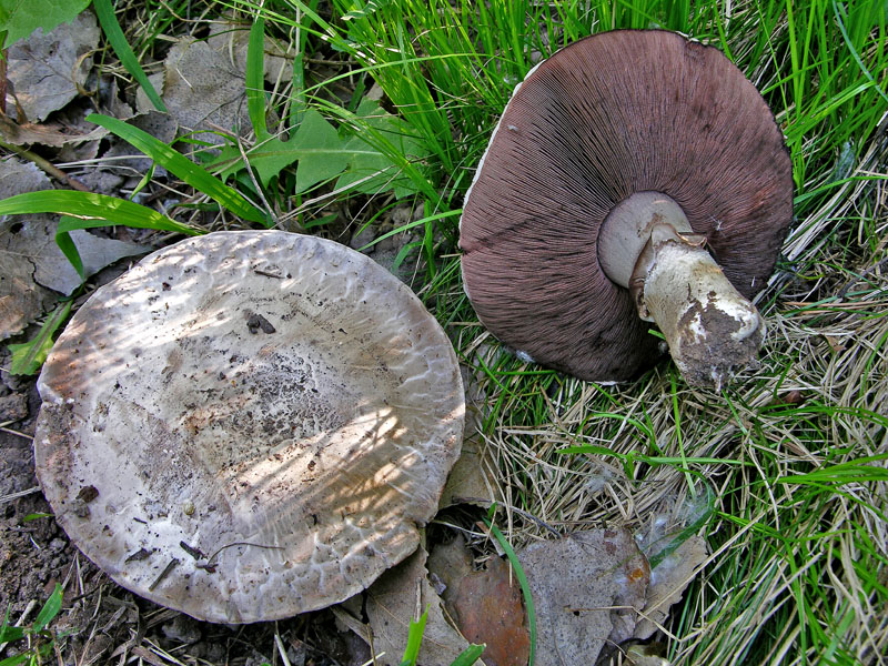 Agaricus sp. da determinare.